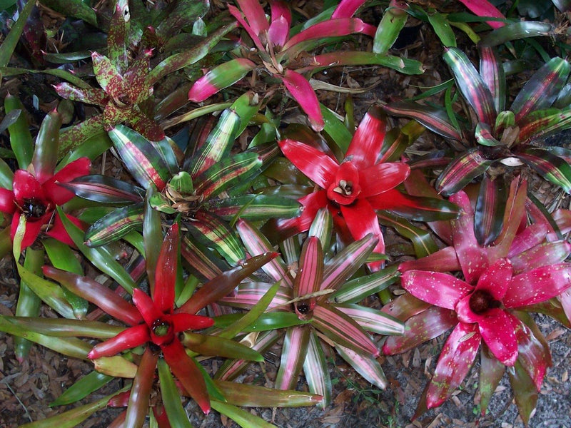 Houseplants