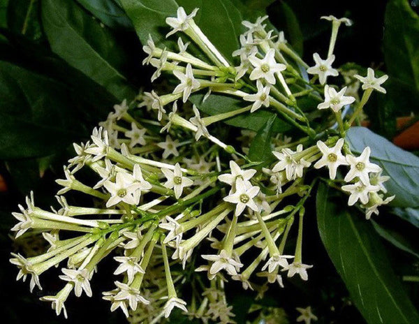 night blooming jasmine house plant Night Blooming Jasmine – The Gardens Nursery