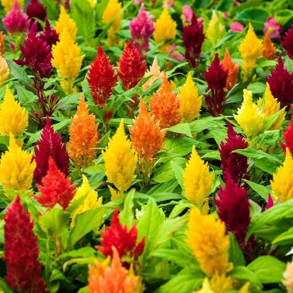 Celosia