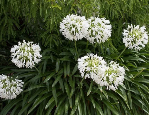 3gal Agapanthus Shona White Dwarf