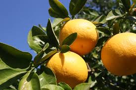 Grapefruit - RayRay
