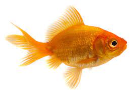 Fish Goldfish Assorted M/S, Med, & Reg
