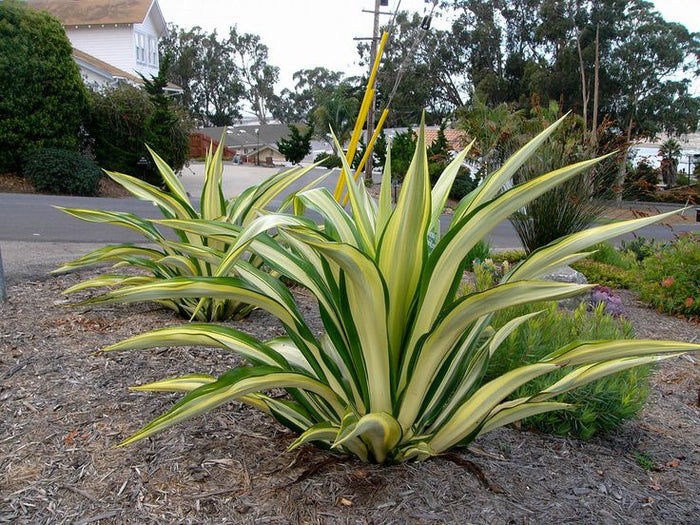 False Agave