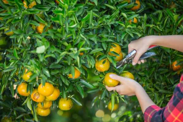 A Complete Guide to Growing Healthy Citrus Trees in Central Florida Backyards