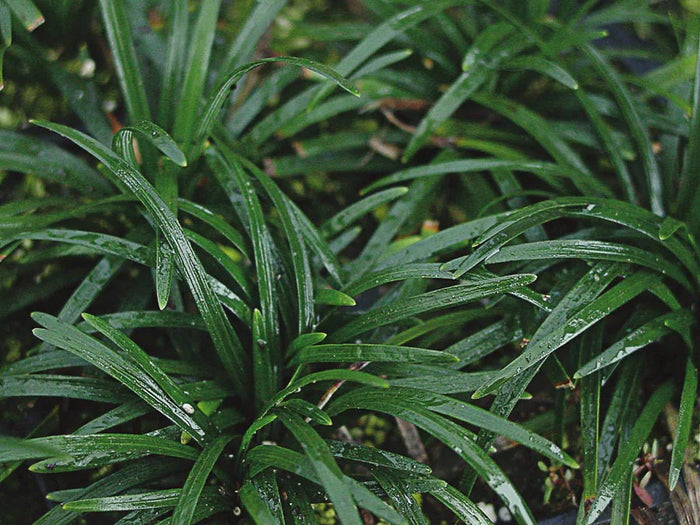 Mondo Grass
