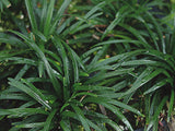 Mondo Grass