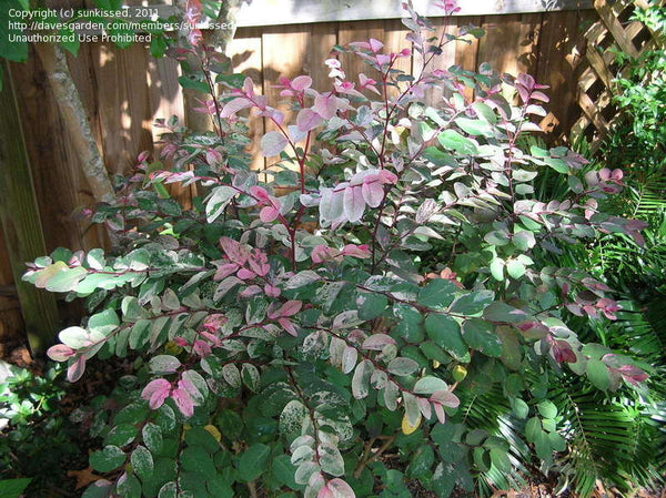 Snow on the Mountain Bush - Dwarf
