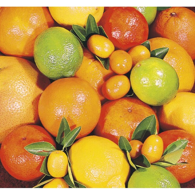 Citrus Cocktail