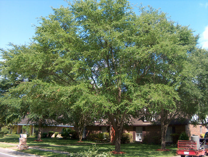 Winged Elm