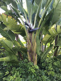 Bird of Paradise - White