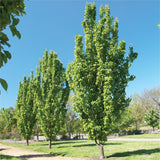 Freedom Flowering Pear Tree