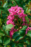 Crape Myrtle - Tuscarora