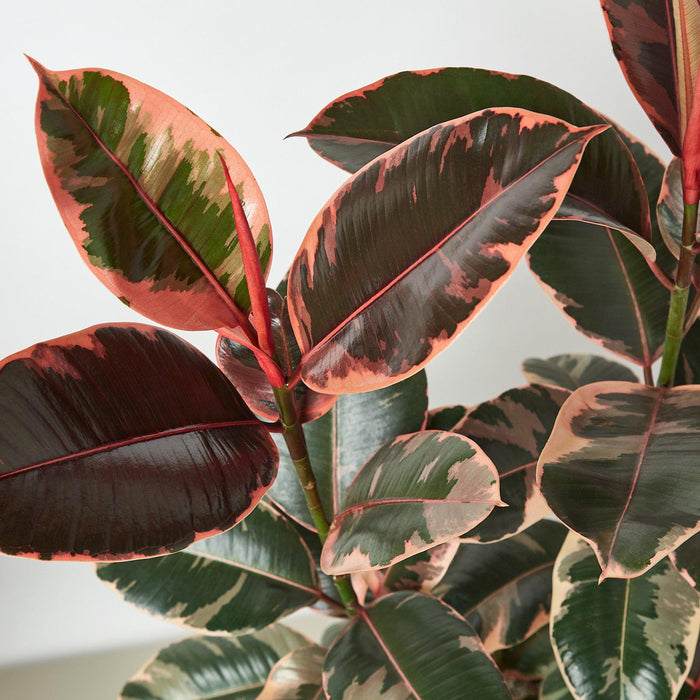 Ruby Rubber Tree - Ficus