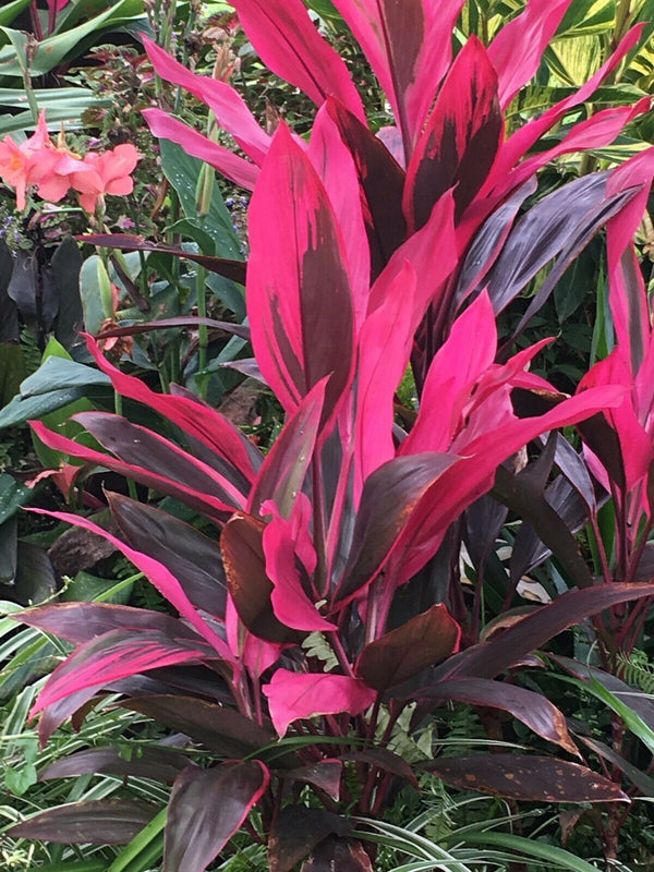 Cordyline - Red Sister