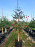 Weeping Bottlebrush