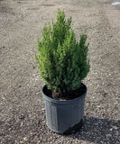 Blue Point Juniper