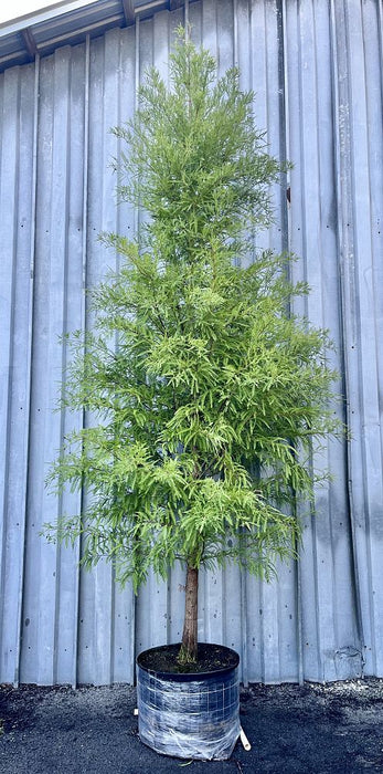 Bald Cypress