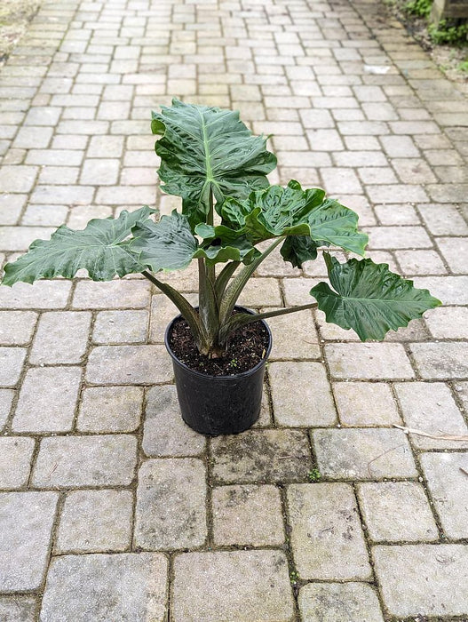 Alocasia Low Rider