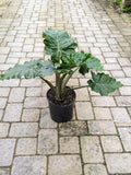 Alocasia Low Rider