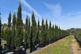 Italian Cypress