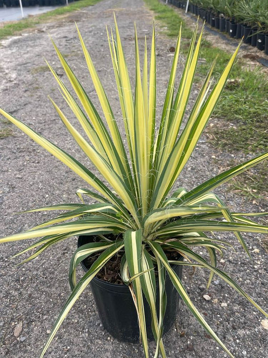 Yucca - Color Gaurd