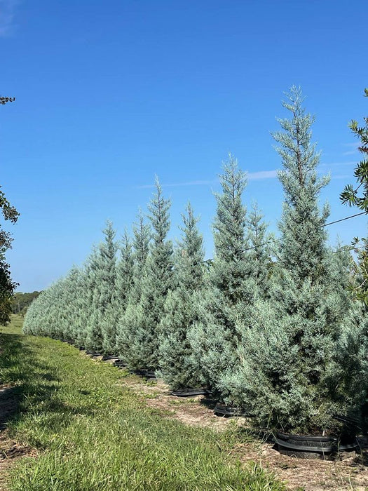 Arizona Cypress - Blue Ice