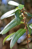 Laurel Oak