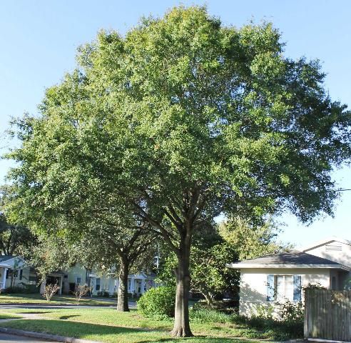 Laurel Oak