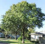Laurel Oak