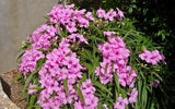 Dwarf Ruellia - 'Katie'