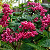 Bleeding Heart Vine