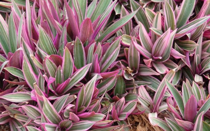 Oyster Plant