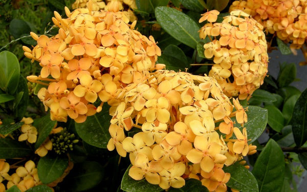 Maui Ixora