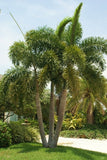 Foxtail Palm