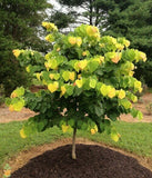 Eastern Redbud