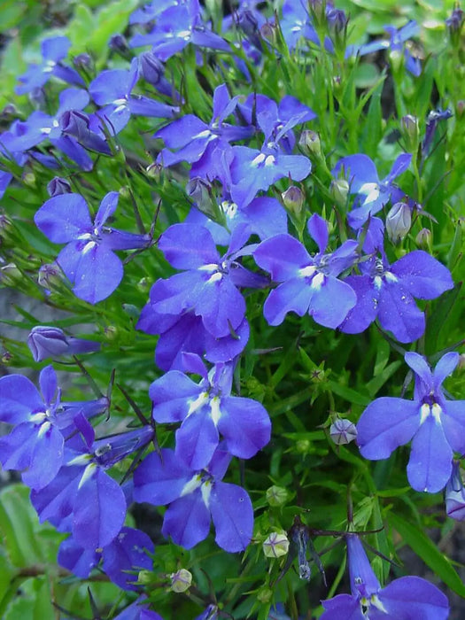 Lobelia