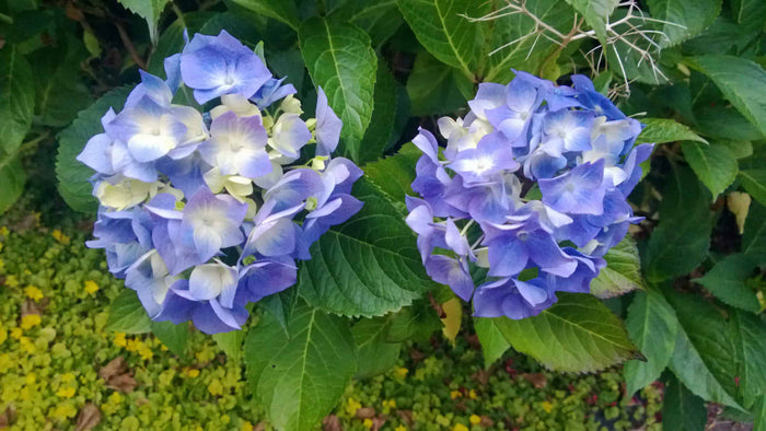 Hydrangea - Nikko Blue