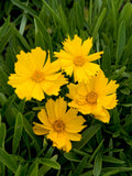 Coreopsis