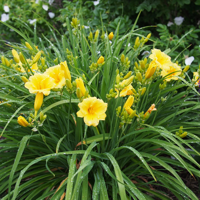 Yellow Daylily