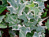 Variegated English Ivy