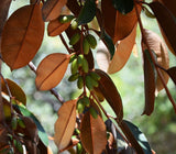 Satin Leaf Tree