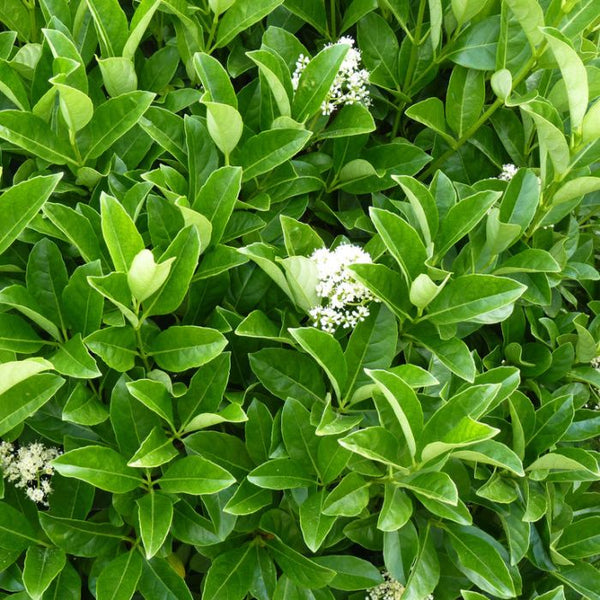 Viburnum - Sweet Vibo's