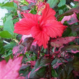 Hibiscus Bush