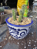 Tiny #1 Planter with Cactus