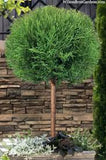 Arborvitae - Thuja - Topiary