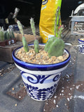 Tiny #1 Planter with Cactus
