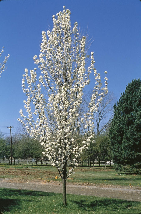 Freedom Flowering Pear Tree