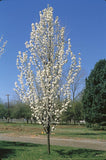 Freedom Flowering Pear Tree