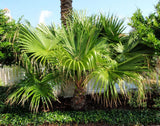 Chinese Fan Palm