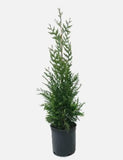 Arborvitae - Thuja